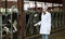 Worker taking care of dairy herd