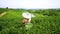 The worker on tea plantations harvesting the green tea leave