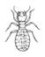 Worker Termite illustration