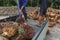 Worker throw oil palm fruit branch out of the truck