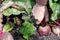 Worker is uprooting ripe beetroots, hand of person harvesting beetroots in farmer’s garden