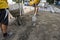 Worker used wheelbarrow for transporting sand to another man with a shovel for construction of sidewalk road