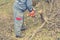 Worker using chain saw and cutting tree branches.