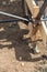 Worker Using Tools To Bend Steel Rebar At Construction Site