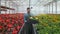 Worker walking in a flowerpot. Agricultural engineer working in greenhouse.