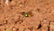 Worker wasp, Vespula germanica