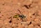 Worker wasp, Vespula germanica
