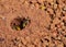 Worker wasps, Vespula germanica