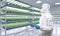 Worker wears medical protective suit or white coverall suit in smart indoor farm system raised plants on shelves growth