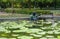 a worker went into the pond to cut lotus stalks and remove an old and diseased lotus leaves in the park