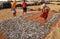 Worker woman making dry fish.