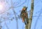 Worker at work from tall tree cutting service.