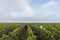 Workers Campagne Vineyard in Verzernay