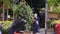 Workers Carry Tangerine Trees in Special Cart Load into Truck