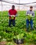 Workers clean ripe chard and put in boxes