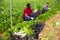 Workers clean ripe chard and put in boxes