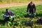Workers clean ripe spinach and put in boxes on field