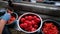 Workers clean tomatoes for tomato paste