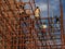 Workers climb iron scaffolding