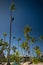 Workers climbing high up a palm tree