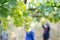 Workers collecting grape vineyards