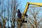 workers cut branches and trims a trees limes using the lift in the park.