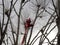 Workers cut huge plane trees in the winter. Lift, construction equipment