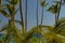 Workers cutting down the fronds of a palm tree.