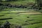 Workers Farmer Watering and Cultivate Rice Field