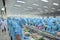 Workers are filleting pangasius catfish in a seafood factory in the Mekong delta of Vietnam