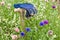 Workers glove in a wild flower meadow