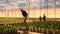 Workers in a great modern orchid growing greenhouse in Westland, Holland.