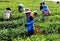 Workers in a green field harvesting the green tea