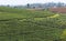 Workers in a green field harvesting the green tea