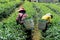 Workers in a green field harvesting the green tea