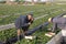 Workers hand picking Strawberries in the field