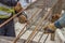 Workers hands fixing steel reinforcement bars