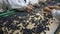 Workers hands select blueberries to be sold