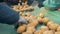 Workers hands are sorting potato tubers on the conveyor