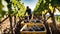 Workers harvesting grapes, a bounty of nature\\\'s