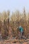 The workers are harvesting the sugarcane