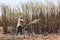 The workers are harvesting the sugarcane