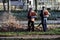 workers with industrial vacuum cleaners collect fallen maple and oak leaves in a heap