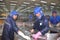 Workers are killing pangasius catfish before transfering them to the next processing line in a seafood factory in the Mekong delta