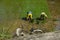 Workers on a paddy field in Vietnam rice bowl