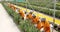 Workers picking blueberries in blueberry farm 4k