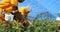 Workers picking blueberries in blueberry farm 4k