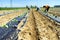 Workers planting tree seedlings