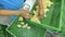 Workers at poultry sorting chicks at automated line. 4K.