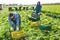 Workers preparing crates with harvested celery